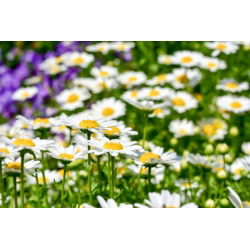 Crisantemo nano - Bianco - Chrysanthemum paludosum - Tappeto bianco incantevole per bordi e percorsi - Semi Freschi