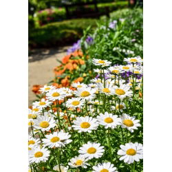 Crisantemo nano - Bianco - Chrysanthemum paludosum - Tappeto bianco incantevole per bordi e percorsi - Semi Freschi