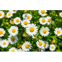 Crisantemo nano - Bianco - Chrysanthemum paludosum - Tappeto bianco incantevole per bordi e percorsi - Semi Freschi