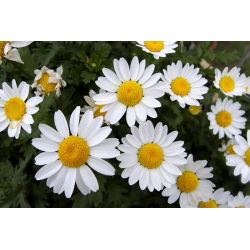 Crisantemo nano - Bianco - Chrysanthemum paludosum - Tappeto bianco incantevole per bordi e percorsi - Semi Freschi
