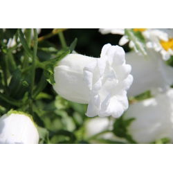 Canterbury Bells - Double Mixed - Campanula medium - Vivid Colours, Captivating Beauty - Fresh Seeds