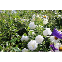 Canterbury Bells - Double Mixed - Campanula medium - Vivid Colours, Captivating Beauty - Fresh Seeds