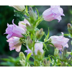 Canterbury Bells - Double Mixed - Campanula medium - Vivid Colours, Captivating Beauty - Fresh Seeds