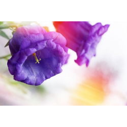 Canterbury Bells - Double Mixed - Campanula medium - Vivid Colours, Captivating Beauty - Fresh Seeds