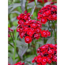 Scarlet doce William "Scarlet Beauty" - 450 sementes - Dianthus barbatus