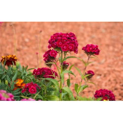 Scarlet doce William "Scarlet Beauty" - 450 sementes - Dianthus barbatus