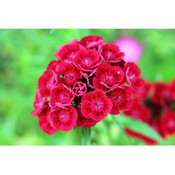 Scarlet doce William "Scarlet Beauty" - 450 sementes - Dianthus barbatus