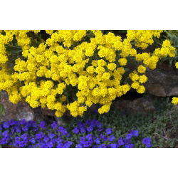 Steindodre - 500 frø - Alyssum saxatile