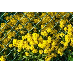 Steindodre - 500 frø - Alyssum saxatile