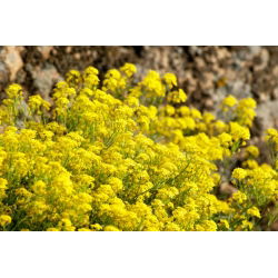 Steindodre - 500 frø - Alyssum saxatile