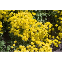Steindodre - 500 frø - Alyssum saxatile