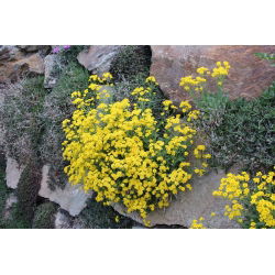 Steindodre - 500 frø - Alyssum saxatile