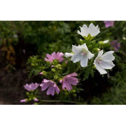 מסק - 90 זרעים - Malva moschata