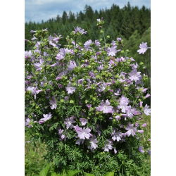 מסק - 90 זרעים - Malva moschata