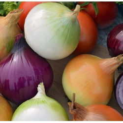 Cipolla - Miscuglio di varietà - Semi a nastro - Lucentezza, dolcezza
