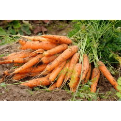 Porgand - Berlikumer 2 - seemnelint - Daucus carota ssp. sativus  - seemned