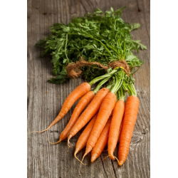 Porgand - Flakkese 2 - Flacoro - seemnelint - Daucus carota ssp. sativus  - seemned
