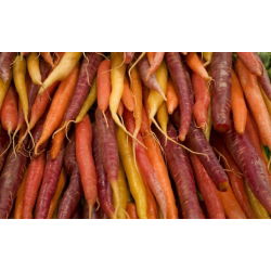 Gulrot - bland - båndet - Daucus carota - FRØBÅND