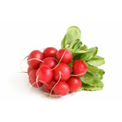 Redis - Carmesa - seemnelint  - Raphanus sativus L. - seemned