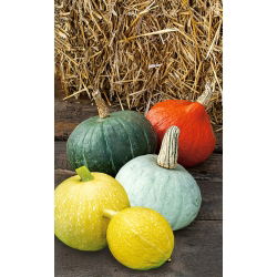 Ты́ква гига́нтская - смесь  - Cucurbita maxima  - семена