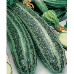 Cukinija - Striato d'Italia - 10 sėklos - Cucurbita pepo