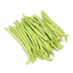 Đậu xanh Pháp "Scuba" - giống sớm vừa - 200 hạt - Phaseolus vulgaris L.