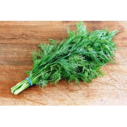 Endro - Lukullus - 2800 sementes - Anethum graveolens L.