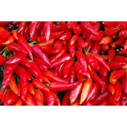 Ardei Jalapeno - varietate roșie, foarte caldă - 85 de semințe - Capsicum L.