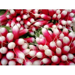 Radish "Opolanka" - srednje duge, crvene, bijele korijene - 850 sjemenki - Raphanus sativus L. - sjemenke