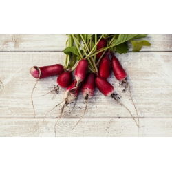 Radise - Warta - 850 siemenet - Raphanus sativus L.