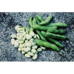 Пасуљ "Хангдовн Вхите" - 500 г семена - Vicia faba L.
