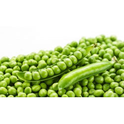 Pisello a grano rugoso - Telefon - 500 g - Piante vigorose, alta resa - Semi Freschi