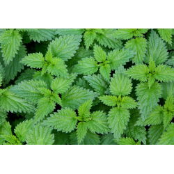Isırgan otu - bu değerli otu kendin yetiştir; ısırgan ısırgan otu - 700 tohum - Urtica dioica - tohumlar