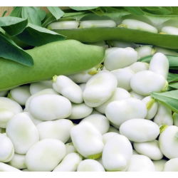 Đậu rộng "Rồng" - giống rất sớm với hạt lớn - Vicia faba L.