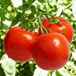 Tomato - Hardy F1 - Firm Fruits, Long-Term Perfection - Fresh Seeds