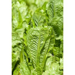 Zelena salata "Lentissima a Montare 3" - blijedozelena - 950 sjemenki - Lactuca sativa L. var. longifolia - sjemenke