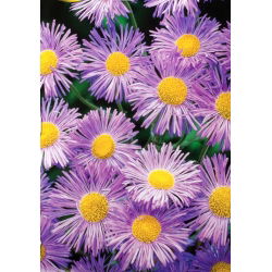 Aspen fleabane - bunga asli, bunga merah jambu - Erigeron speciosus - benih