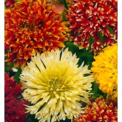 Firewheel; Indian blanket, Indian blanketflower, sundance - 400 seeds