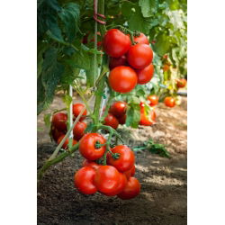 Tomato - Dafne F1 - Disease-Free, Early Greenhouse Crop - Fresh Seeds
