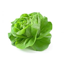 Zelena salata "Panter" - srednje rana sorta - 900 sjemenki - Lactuca sativa L. var. Capitata - sjemenke