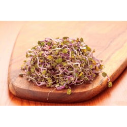 Radise - China Rose - Raphanus sativus L. - siemenet