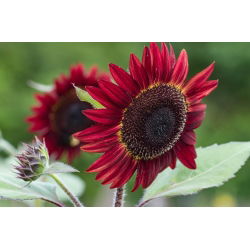 Okrasno sončnično "rdeče sonce" - bordo rdeče s črnim središčem - 80 semen - Helianthus annuus - semena