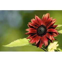 Okrasno sončnično "rdeče sonce" - bordo rdeče s črnim središčem - 80 semen - Helianthus annuus - semena