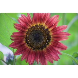 Okrasno sončnično "rdeče sonce" - bordo rdeče s črnim središčem - 80 semen - Helianthus annuus - semena