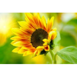 Okrasno sončnično "cono somraka" - rumeno z rdeče-rjavim obročem - Helianthus annuus - semena