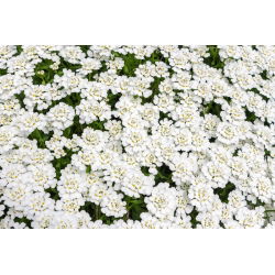 Iberis Fior di Giacinto - Bianco - Iberis amara hyacinthiflora - Bianco candido, perfetto per bordure - Semi Freschi