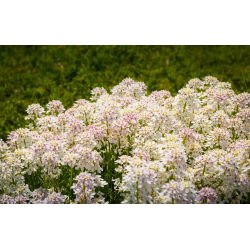 Iberis Fior di Giacinto - Bianco - Iberis amara hyacinthiflora - Bianco candido, perfetto per bordure - Semi Freschi