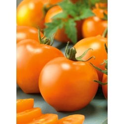 Tomato - Akron F1 - Vivid Colour, Ideal for Greenhouses - Fresh Seeds