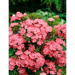 Roosa-oranž magus William "Newport Pink" - 450 seemnet - Dianthus barbatus - seemned