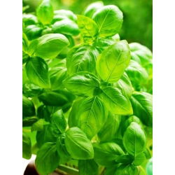 Maustebasilika - Itävät siemenet - 3250 siemenet - Ocimum basilicum